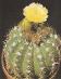Kaktus Notocactus linku var. berlinensis - obsahuje 20 semien - Záhrada