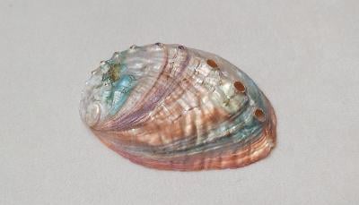 Obrovská abalone paua mušle 7cm, přírodní dekorace