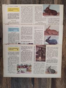 Kurs chovatelů králíků ,kompletní díly -výstřižky z časopisu