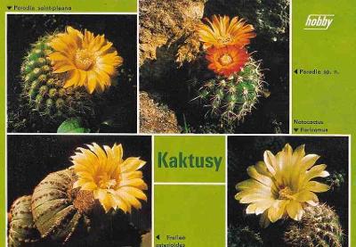 KAKTUSY - POHLEDNICE -635-SQ50