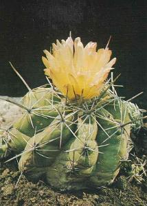 THELOCACTUS LEUCACANTHUS - POHLEDNICE - 644-SQ85