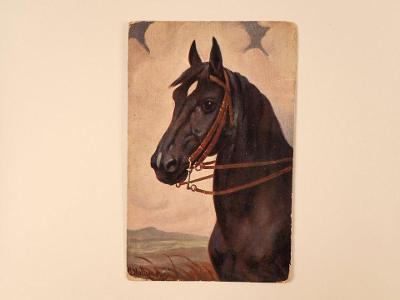 Černý kůň (P3974)