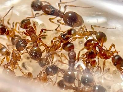 Myrmica rubra, mravenčí kolonie, mravenec, mravenci