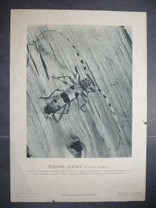 Tesařík alpský - přírodopis - školní plakát, výuko