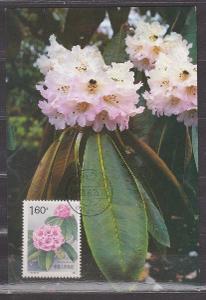 Čína - C.M. - rododendrony