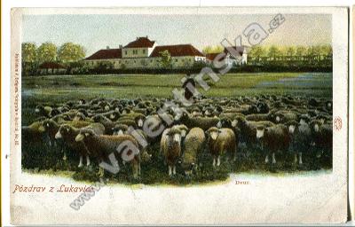 Lukavice, Rychnov nad Kněžnou, ovce, zvířata