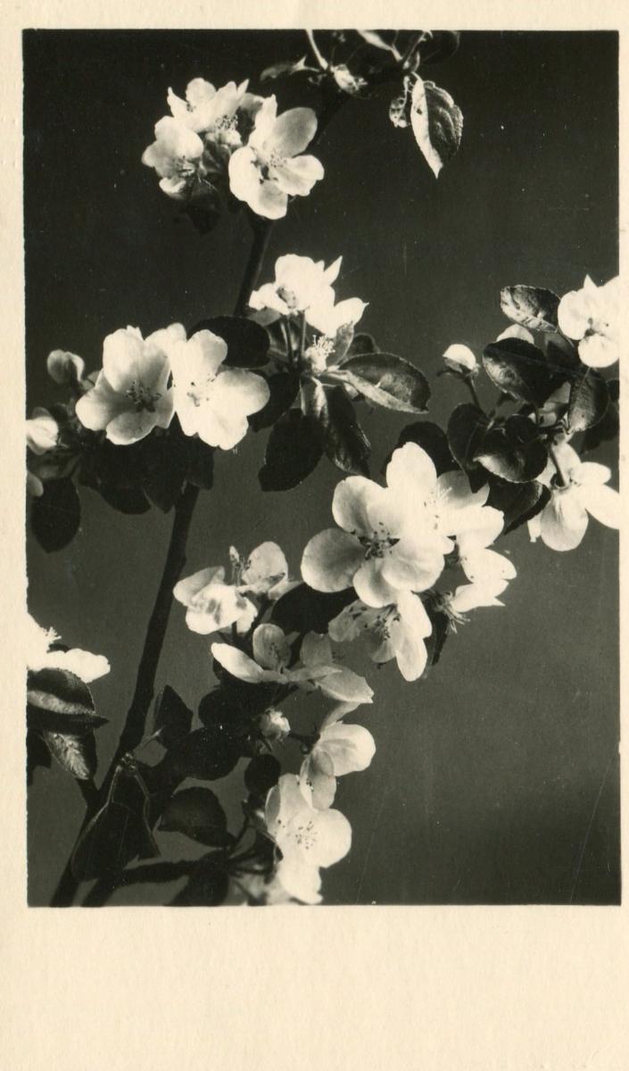 kvety - MF ORBIS - Pohľadnice