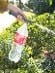 Postrekovač na PET fľaše: Pre ľahké a efektívne zavlažovanie rastlín - Záhrada