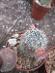 kaktusy mammillaria sp - Dom a záhrada