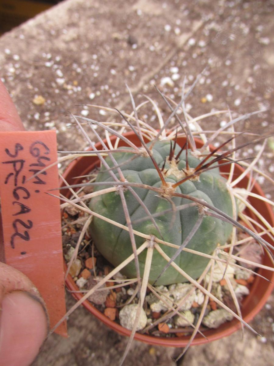 kaktusy gymnocalicium spegazinii dlhé tŕne - Dom a záhrada