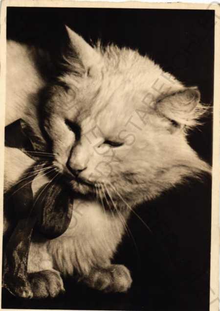 Mačka, mašľa - Pohľadnice