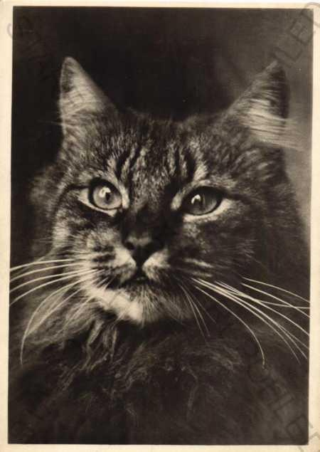 Mačka - Pohľadnice