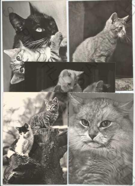 5x mačky - Pohľadnice