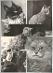 5x mačky - Pohľadnice