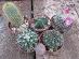 kaktusy 5 kusov - Dom a záhrada