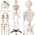 tectake 400502 anatomický model ľudská kostra 180 cm - biela - Deti