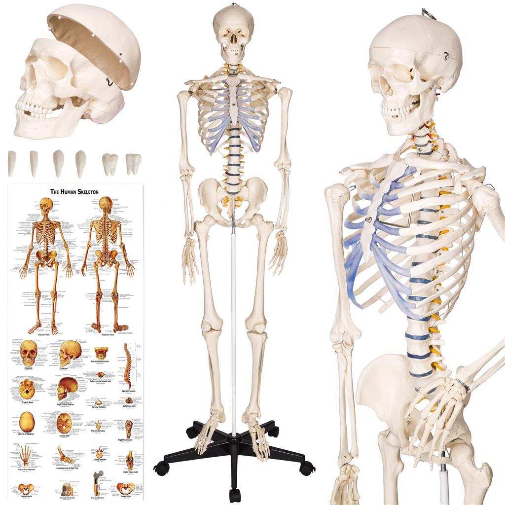 tectake 400502 anatomický model ľudská kostra 180 cm - biela - Deti