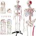 tectake 400963 anatomický model ľudská kostra 180cm s označením svalov - Deti