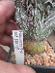 kaktusy astrophytum hybrid Hakuyjo - Dom a záhrada