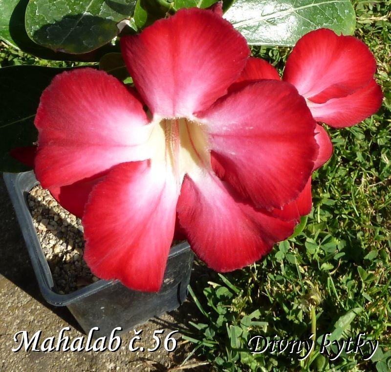 Adenium Hybrid "Mahalab"(púštne ruže) - Dom a záhrada