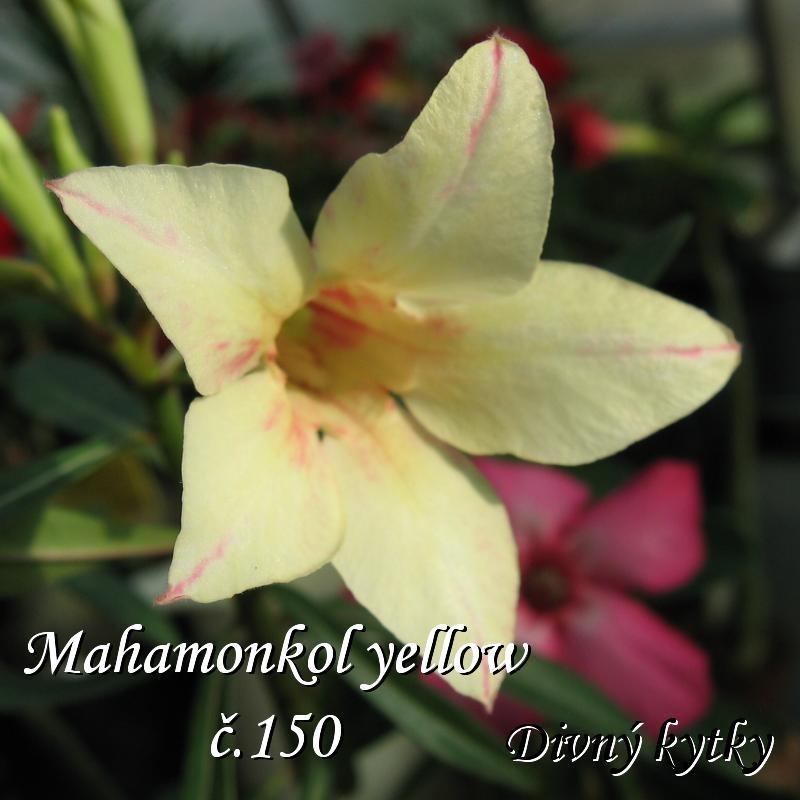 Adenium Hybrid "Mahamongkol Yellow"(púštne ruže) - Dom a záhrada