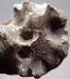 Amonit - Unikátny Milióny rokov stará fosília - 51 mm - Madagaskar - TOP - Zberateľstvo