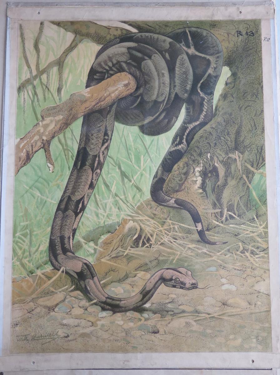 Had - prírodopis - školský plagát - Odborné knihy