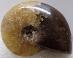Amonit Priesvitný - 110 miliónov rokov - fosília - 29 mm - Madagaskar TOP - Zberateľstvo