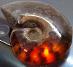 Amonit Priesvitný - 110 miliónov rokov - fosília - 31 mm - Madagaskar TOP - Zberateľstvo