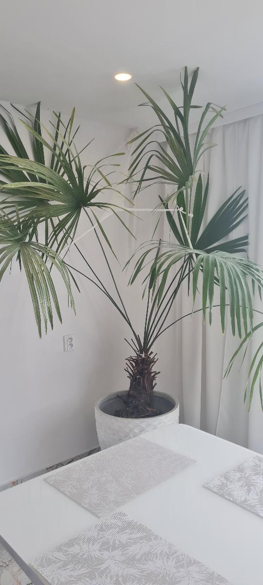 Izbová palma - Dom a záhrada