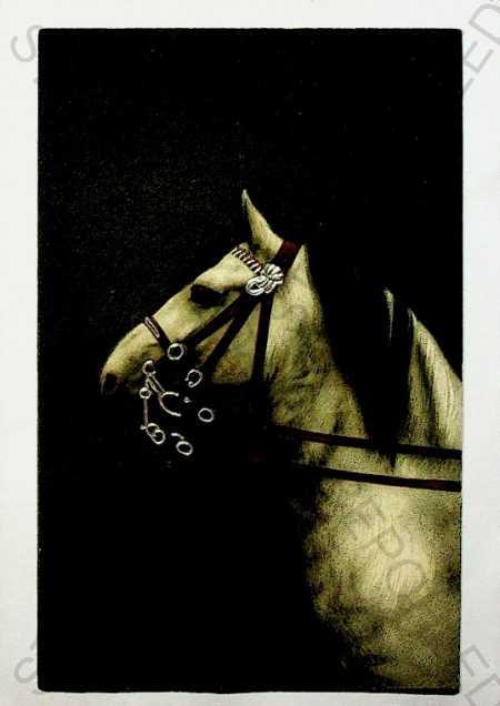 Zvieratá - kôň, plastická karta, kolorovaná - Pohľadnice