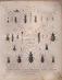 pralesný hmyz 1839 - litografia 3 zväzky - Odborné knihy