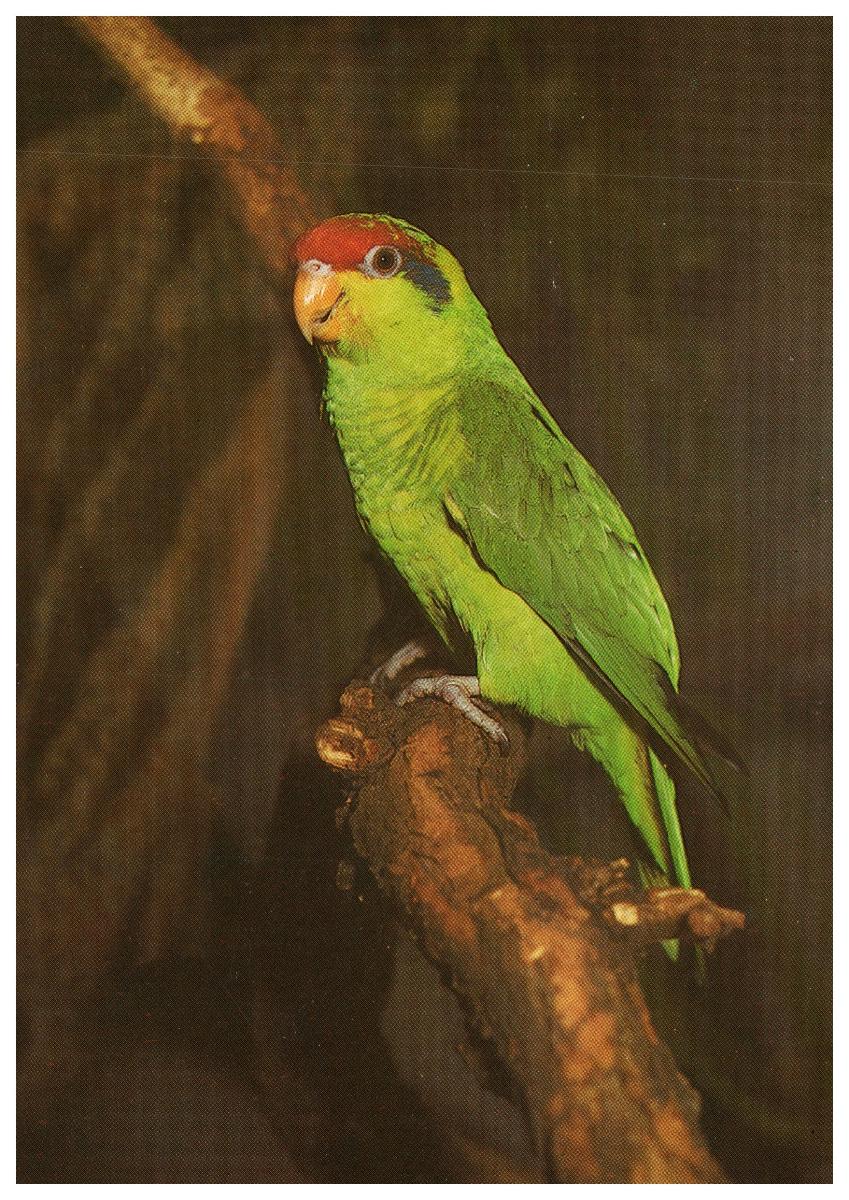 Amazoňan zelenoliaci - Pohľadnice