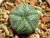Kaktusy/Sukulenty: Astrophytum asterias 5 rebier - Dom a záhrada
