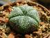 Kaktusy/Sukulenty: Astrophytum asterias 5 rebier - Dom a záhrada