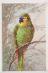 Papagáj, Klein - Pohľadnice