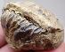 Trilobit - Fosília cca 390 míľ rokov - Nelepený, Pôvodný stav - Maroko - Zberateľstvo
