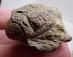 Trilobit - Fosília cca 390 míľ rokov - Nelepený, Pôvodný stav - Maroko - Zberateľstvo