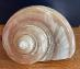 Perleťová morská mušle “turbo marmaratus” - Zberateľstvo