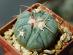 Kaktusy/Sukulenty: Echinocactus horizonthalonius - Dom a záhrada