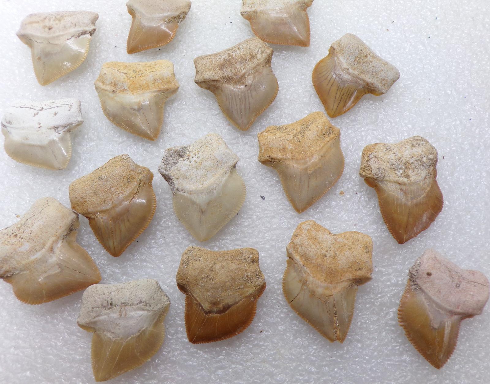 Žraločí zub Squalicorax Bassani Fosilie 70 míľ rokov 25-33mm Maroko TOP - Zberateľstvo