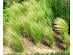 Kavyl najtenší (Stipa tenuissima) 'PONYTAILS' - Dom a záhrada