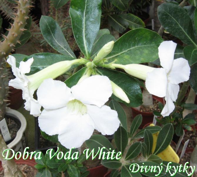 Adenium Hybrid "Dobra voda white" s pukmi, vlastný hybrid - Dom a záhrada