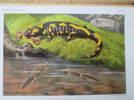 Die Reptilien und Amphibien mitteleuropas, 1913, 30 barevných tabulí! - Starožitnosti a umenie