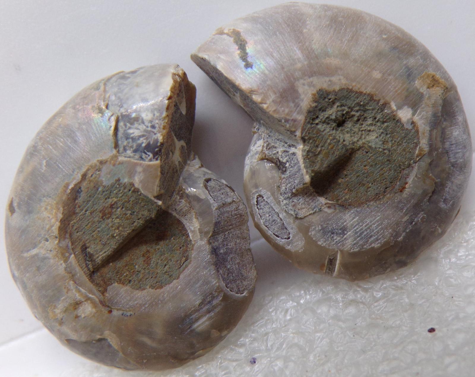 Amonit Nádherný pár - Úžasný vzor - fosília cca 110 mil. rokov - TOP - Zberateľstvo