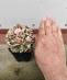 Kaktus Lophophora williamsii - Dom a záhrada