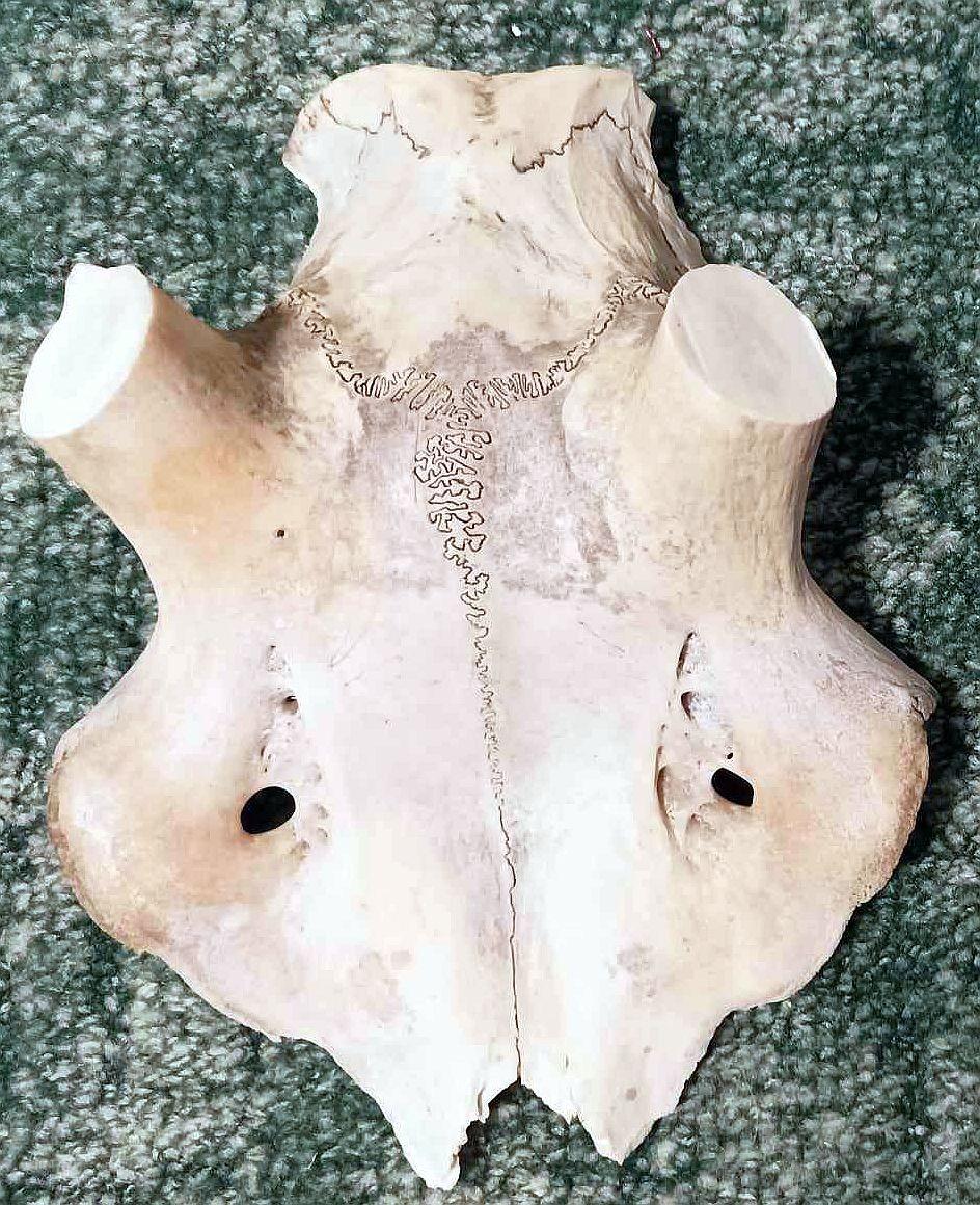 Lebka pod trofej - originál kosť - zhozy - jeleň - sika - Streľba a poľovníctvo