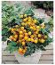 Balkónové zakrpatené paradajky - sadeničky - zmes farieb 5 ks - Dom a záhrada