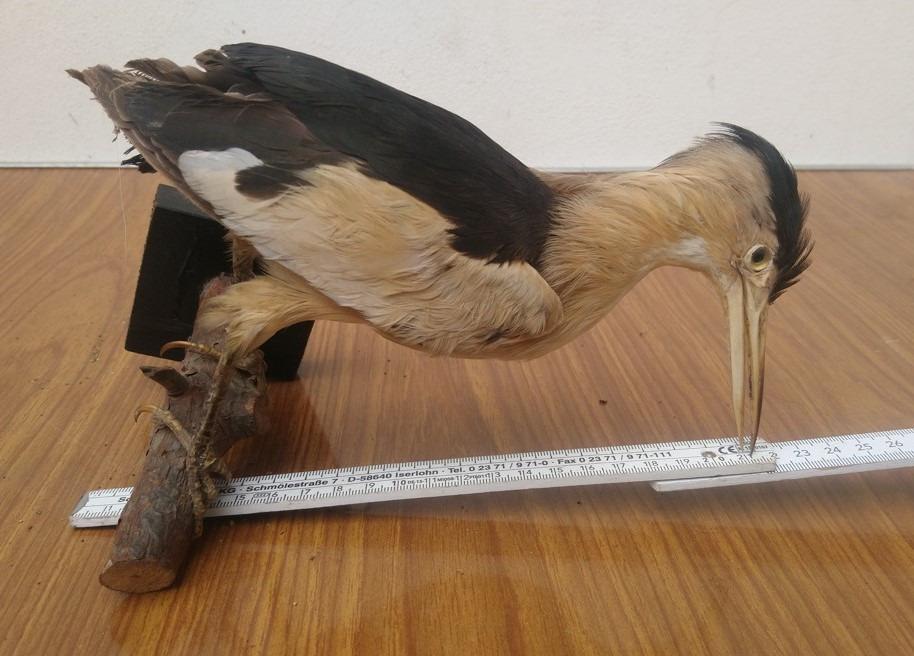 Preparát vtáctvo 6 zachovaný zberateľský stav vypchatý vták - Streľba a poľovníctvo