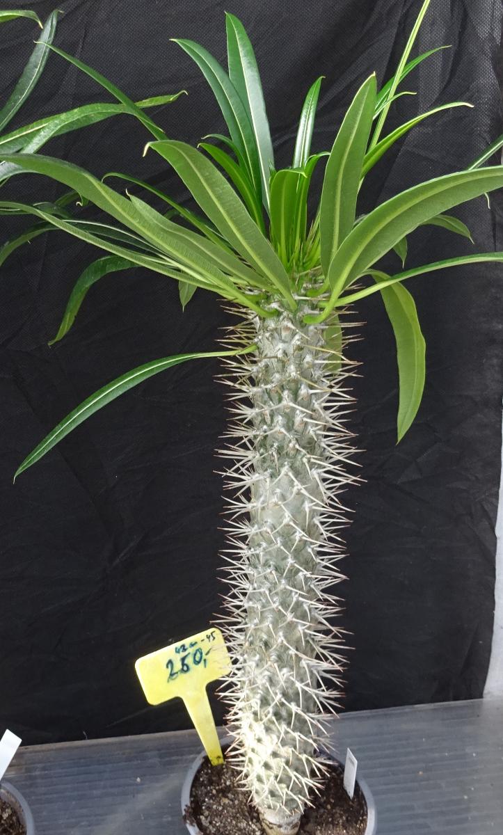 Pachypodium lamerei "Madagaskarská palma" kmienok cca 42 až 45cm - Dom a záhrada